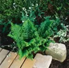 Dryopteris filix-mas, Wurmfarn, ca. 9x9 cm Topf Produktbild-Vorschau 12