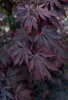 Fächerahorn ´BLACK LACE´ 50-60 cm, Cont. 3 l Produktbild-Vorschau 2