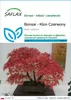 SAFLAX - Bonsai - Klon Czerwony - 20 Nasiona - Acer rubrum Podgląd zdjęcia produktu 1
