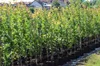 Hargrand Aprikose Säule süß fest saftig 110-140 cm 7,5 Produktbild-Vorschau 3