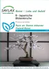 SAFLAX - Japonský čerešňový kvet - Prunus serulata - 30 Náhľad obrázku produktu 4