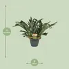 Geweihfarn Platycerium bifurcatum Hirschgeweihfarn Ø21cm Produktbild-Vorschau 2
