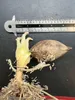 Palmovník (Cycas edentata)  – 1 vyklíčené semeno Náhľad obrázku produktu 2
