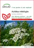 SAFLAX  - Achillea millefoglie - 200 semi - Achillea Anteprima dell’immagine prodotto 1