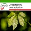 SAFLAX - rostlina nesmrtelnosti - Gynostemma pentaphyllum - Náhled obrázku produktu 10