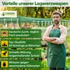 GREEN GUARDIA Lagererzwespen gegen Brotkäfer - 1 Röhrchen à Produktbild-Vorschau 5