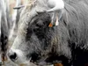 CALVENDO Puzzle Bull Aubrac | 1000 Teile Lege-Größe 64x48cm Produktbild-Vorschau 3