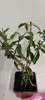 Set mit 3 Schmetterlingssträuchern – Buddleja davidii – Produktbild-Vorschau 3