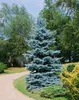 Blaufichte 40-60 cm, im Topf - Picea pungens glauca, Produktbild-Vorschau 12