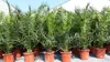 2 Stück Palme XXL 180 cm Phoenix canariensis, kanarische Produktbild-Vorschau 2