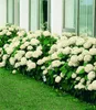 BALDUR Garten Schneeball-Hortensie Annabelle;1 Pflanze, Produktbild-Vorschau 5