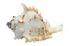 Echte Muschel Murex Ramosus 12-15 cm - Meeresschnecke Produktbild-Vorschau 2