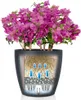 LECHUZA-Pot de plantes CLASSICO Color 35 gris ardoise | Pot Voir les images du produit 4