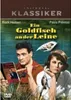 Ein Goldfisch an der Leine Produktbild-Vorschau 1
