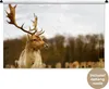 MuchoWow® Wandteppich Wandbehang Damhirsch - Wald - Herde - Produktbild-Vorschau 1