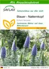 SAFLAX - Blauer - Natternkopf - Echium fastuosa - 100 Samen Produktbild-Vorschau 1