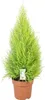 Cupressus Goldcrest 'Wilma' - Cedr - Izbová a záhradná Náhľad obrázku produktu 1