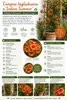 Campsis 'Indian Summer' 50–70 cm – Trompetenblume – Produktbild-Vorschau 2