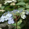 2 x  Ortensia  - Hydrangea serrata 'Bluebird'  | 25-30 cm Anteprima dell’immagine prodotto 2