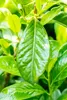 Prunus laurocerasus 'Novita', Kirschlorbeer, immergrün, Produktbild-Vorschau 8