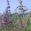 Vitex agnus-castus - Poivre du moine 60- 80 cm - conteneur Voir les images du produit 2