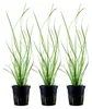 Aquarium Pflanze 3 Stück Cyperus helferi Wasserpflanze Produktbild-Vorschau 1