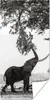 MuchoWow® Poster Elefant, der an einem Ast zieht, in Produktbild-Vorschau 1