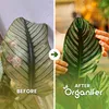 Calathea, tekuté hnojivo, 1 L – vzťah živín NPK: 2-1-8 – Náhľad obrázku produktu 2