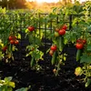 LZQ Teichzaun Gartenzaun Komplettset Metall 25 Produktbild-Vorschau 7