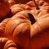 Kürbis Roter Zentner Samen - Cucurbita maxima - Kürbissamen Produktbild-Vorschau 5