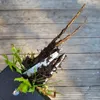 Unkrautstecher Löwenzahnentferner Unkrautentferner 100 cm Produktbild-Vorschau 6