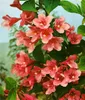 Weigela 'Styriaca', Weigelie, rosa Blüten, 60–100 cm Produktbild-Vorschau 2
