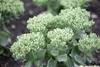 Sedum telephium, Fetthenne, ca. 9x9 cm Topf, sukkulent Produktbild-Vorschau 1