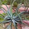 Semená Agave Vilmoriniana - balenie 10 ks - Bez tŕňov - Náhľad obrázku produktu 3