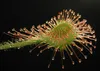 SAFLAX  - Rosolida - 50 semi - Drosera Anteprima dell’immagine prodotto 6