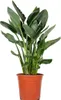 Bloomique - Strelitzia Reginae - Roślina rajskiego ptaka - Podgląd zdjęcia produktu 1