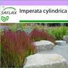 SAFLAX - Japonská krvavá tráva - Imperata cylindrica - 50 Náhled obrázku produktu 5