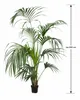 XXL Kentia Palme bis 220 cm – Howea forsteriana Produktbild-Vorschau 5
