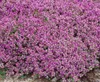 A close-up view of a dense ground cover plant with numerous small pink-purple flowers. Produktbild-Vorschau