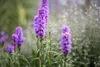 Liatris spicata 'Kobold', Prachtscharte, violett, ca. 9x9 Produktbild-Vorschau 2