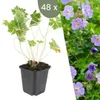 Plants by Frank | 60 Plantes de géranium | Geranium Voir les images du produit 1