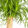 Beaucarnea Recurvata (sloní chvost) Ø24cm, výška 80 - Náhľad obrázku produktu 2