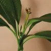 Bloomique - Plumeria Frangipani - Drzewo Świątynne - Podgląd zdjęcia produktu 3