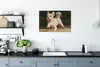 MuchoWow® Poster Ein Malteser mit einem roten Ball 90x60 cm Produktbild-Vorschau 3