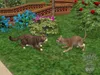 Die Sims 2 - Haustiere (Add-On) Produktbild-Vorschau 14