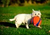 Chuckit! Kick Fetch S Produktbild-Vorschau 14