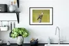 MuchoWow® MuchoWow® Gerahmtes Poster Vögel - Zweig - Produktbild-Vorschau 4