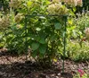 Support pour plantes vivaces en métal 70 cm (x1) - Support Voir les images du produit 8