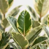 Trendyplants - Ficus Elastica Tineke krzew - Drzewo Podgląd zdjęcia produktu 3