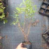 Kamtschatka-Heckenkirsche Aurora 1L Produktbild-Vorschau 2